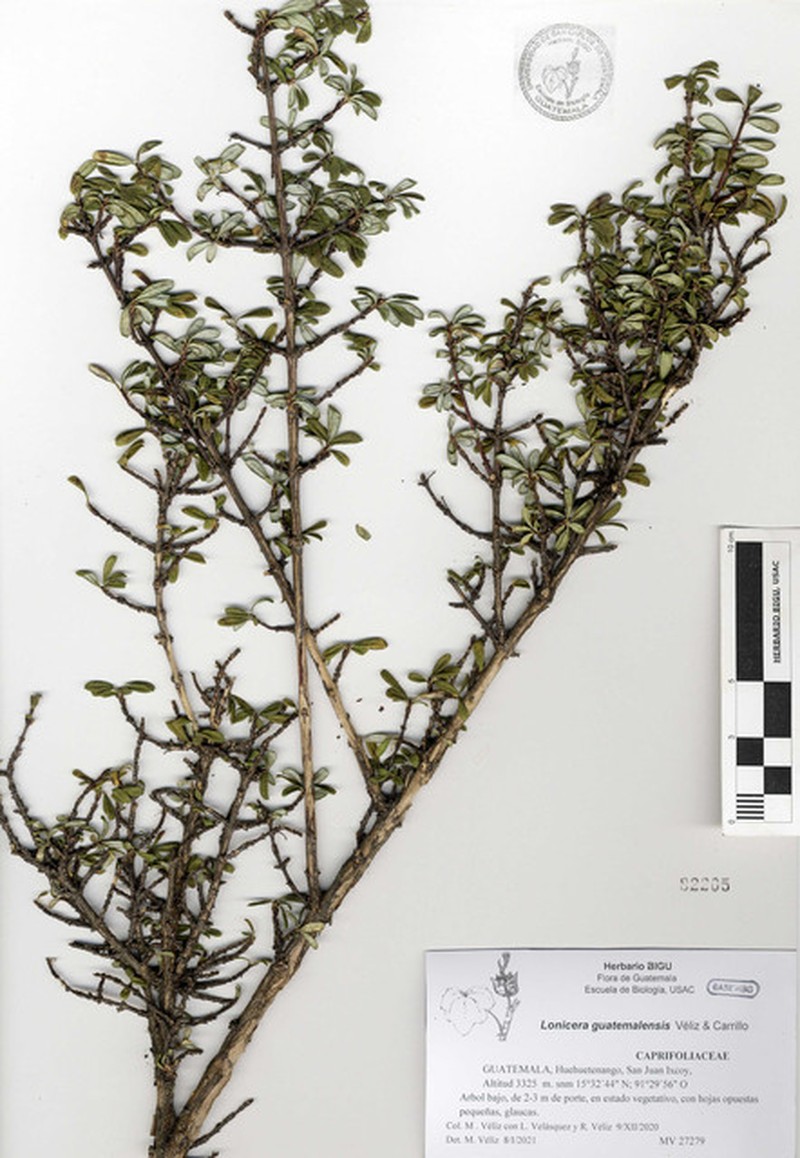 Lonicera guatemalensis photo 2