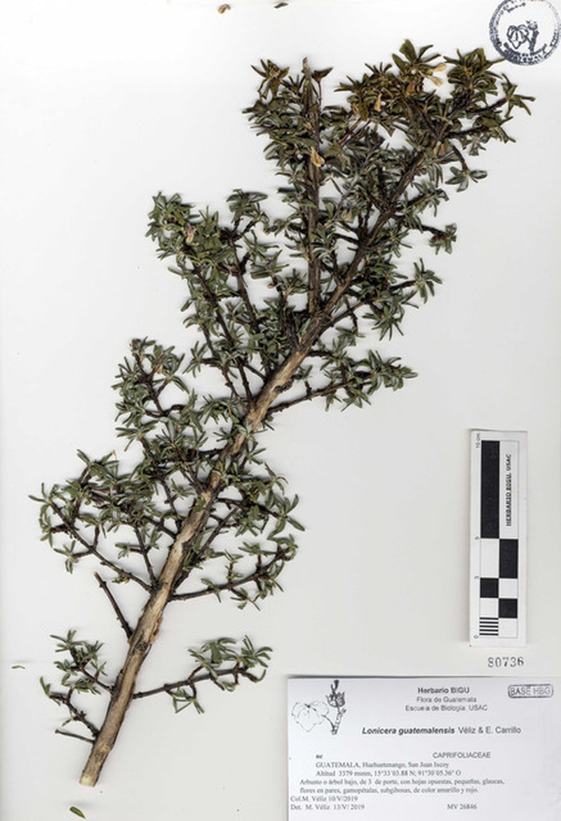Lonicera guatemalensis photo 3
