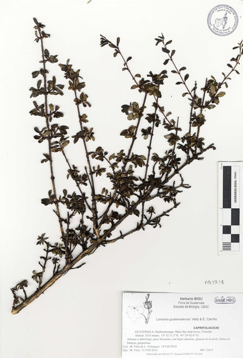 Lonicera guatemalensis photo 4