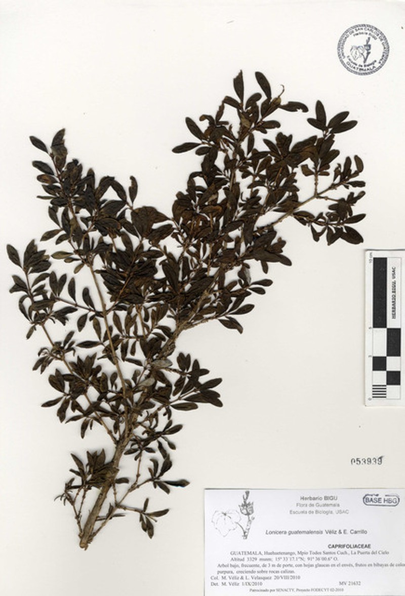 Lonicera guatemalensis photo 5