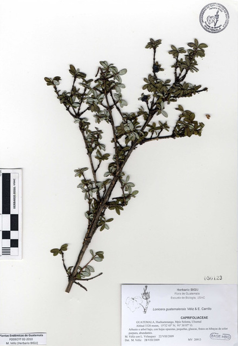 Lonicera guatemalensis photo 6