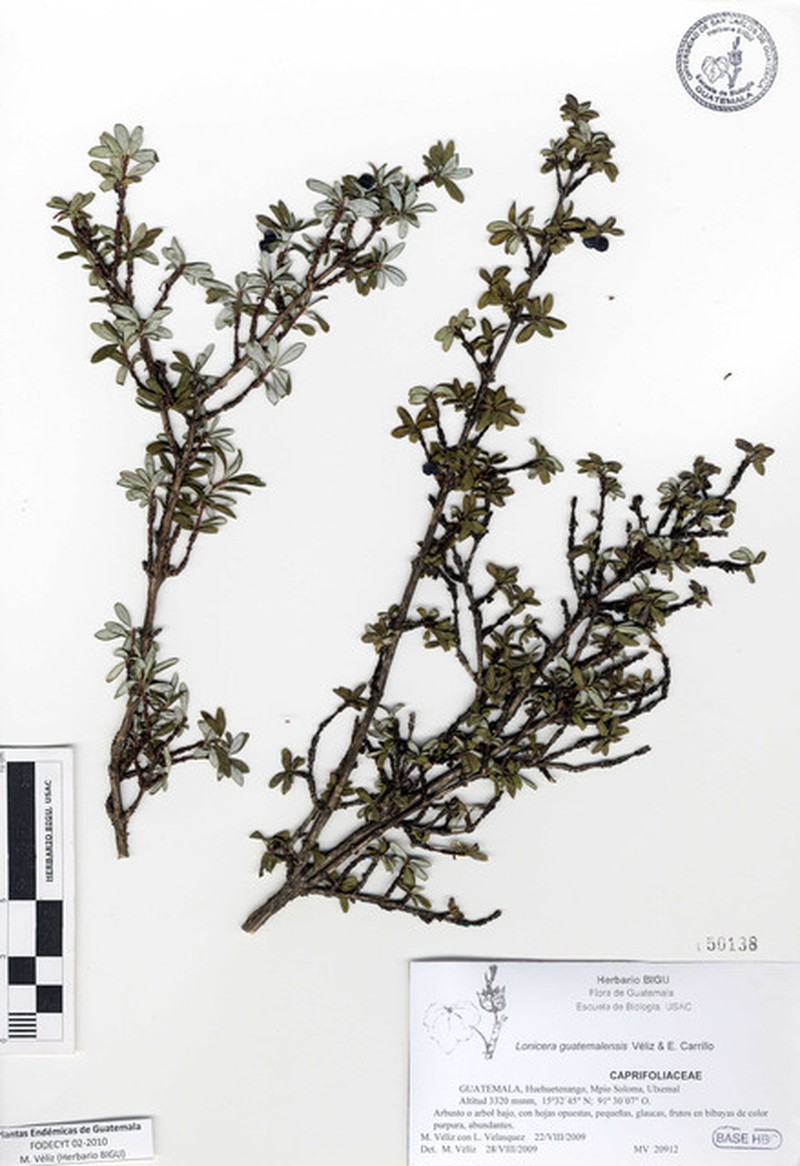 Lonicera guatemalensis photo 7