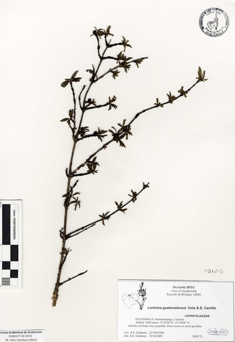 Lonicera guatemalensis photo 8