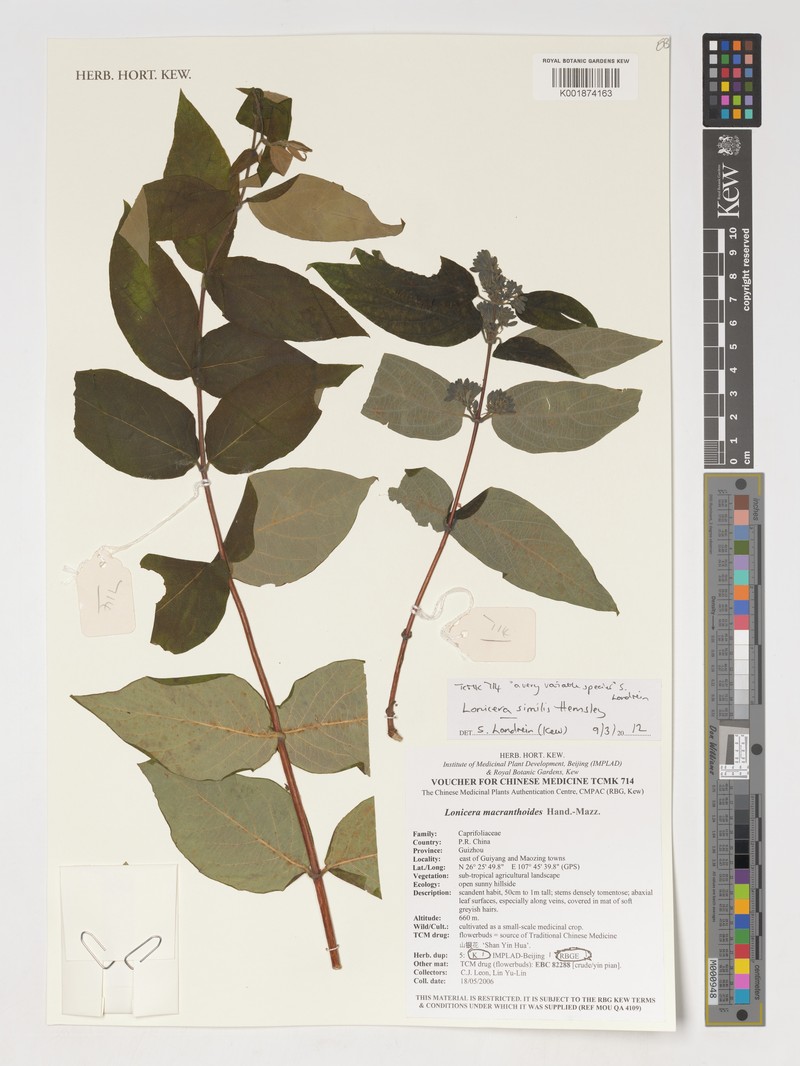 Lonicera guillonii