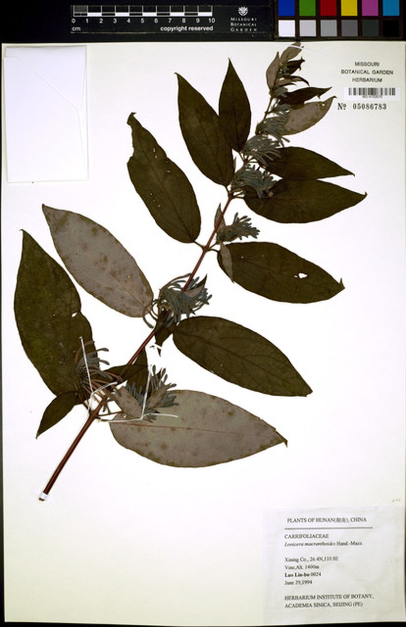 Lonicera guillonii photo 2
