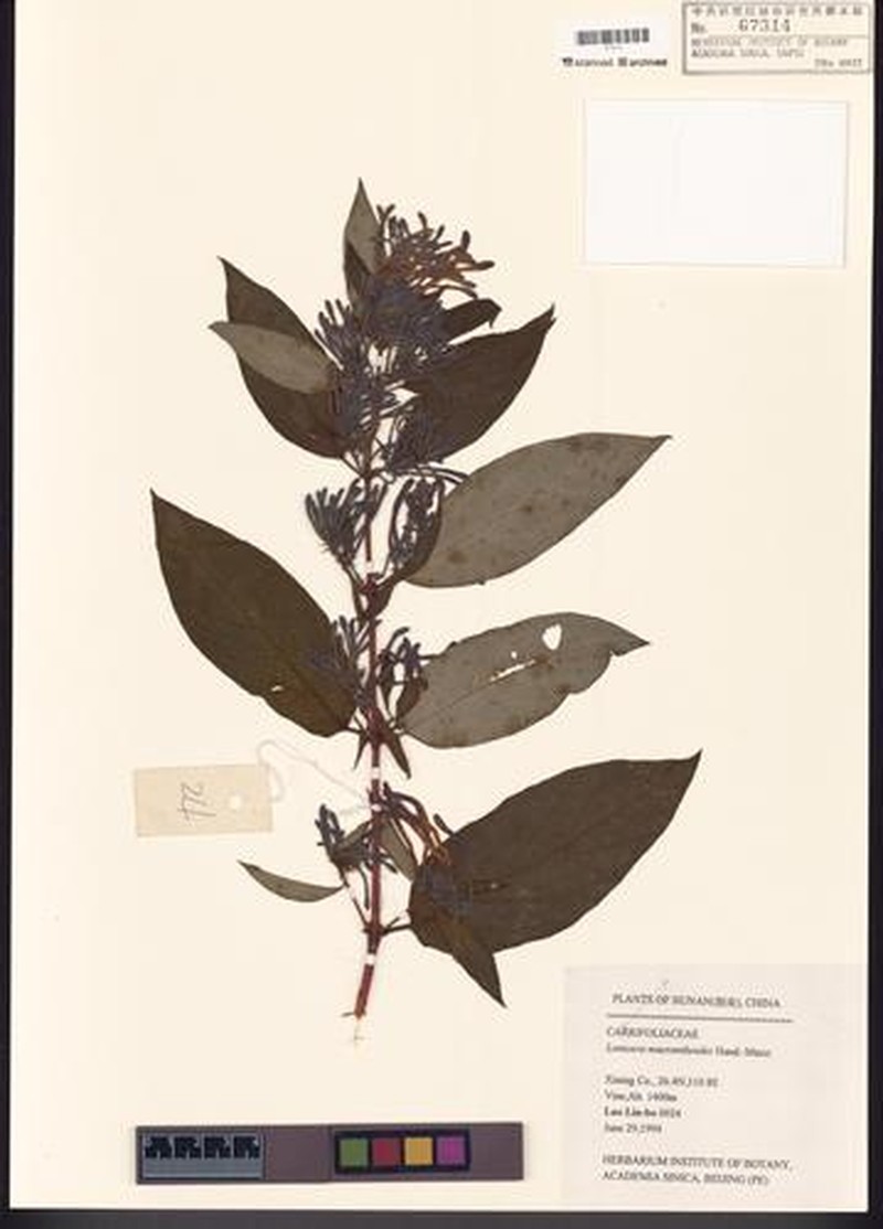 Lonicera guillonii photo 3