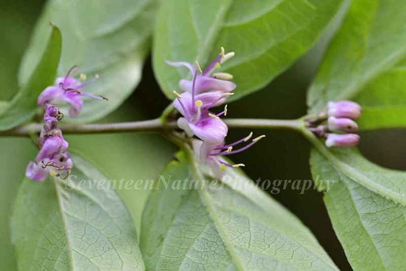 Lonicera gynochlamydea