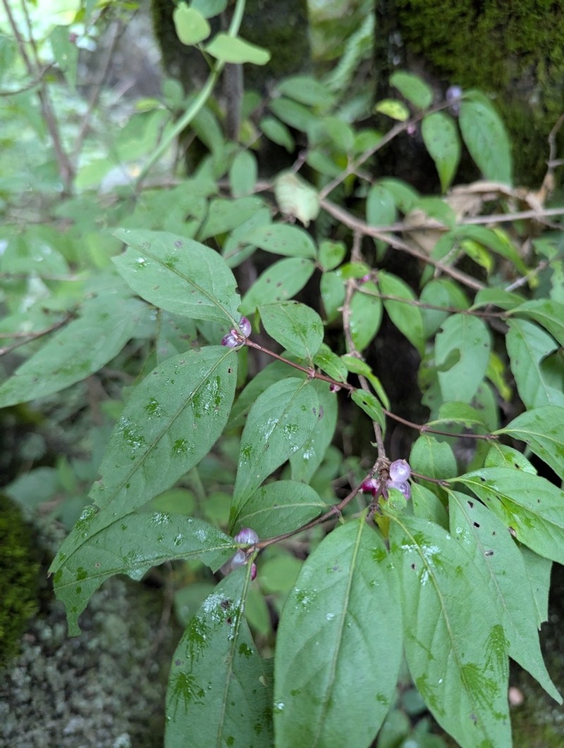Lonicera gynochlamydea photo 2