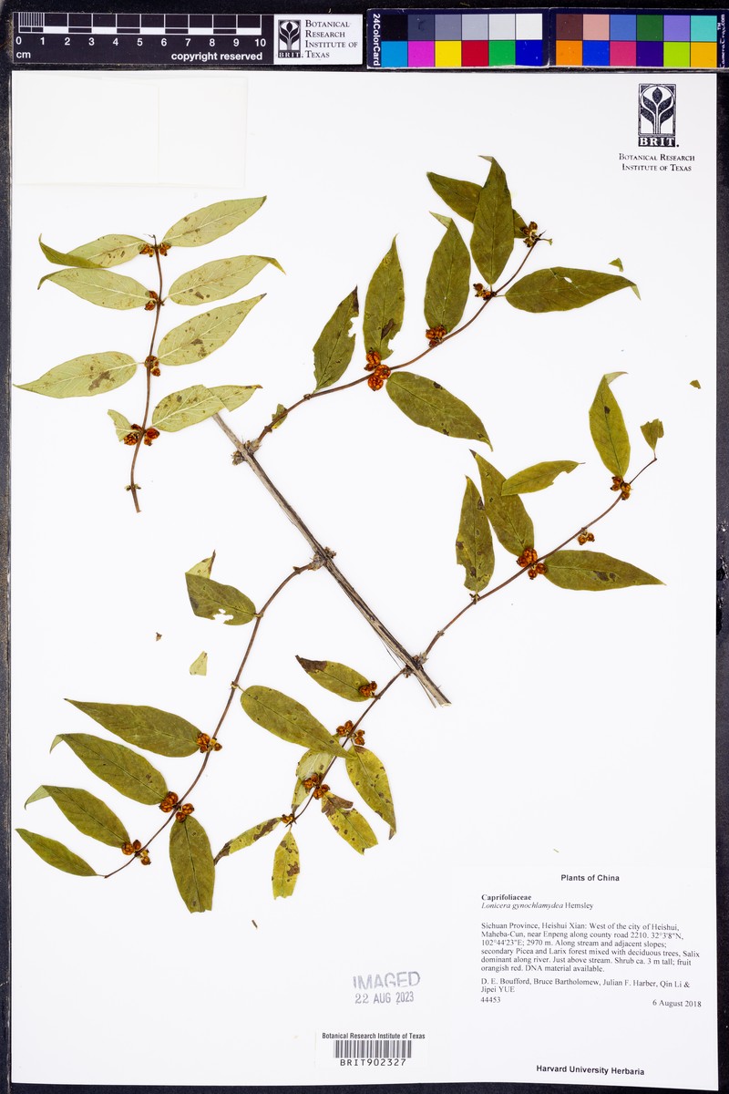 Lonicera gynochlamydea photo 3