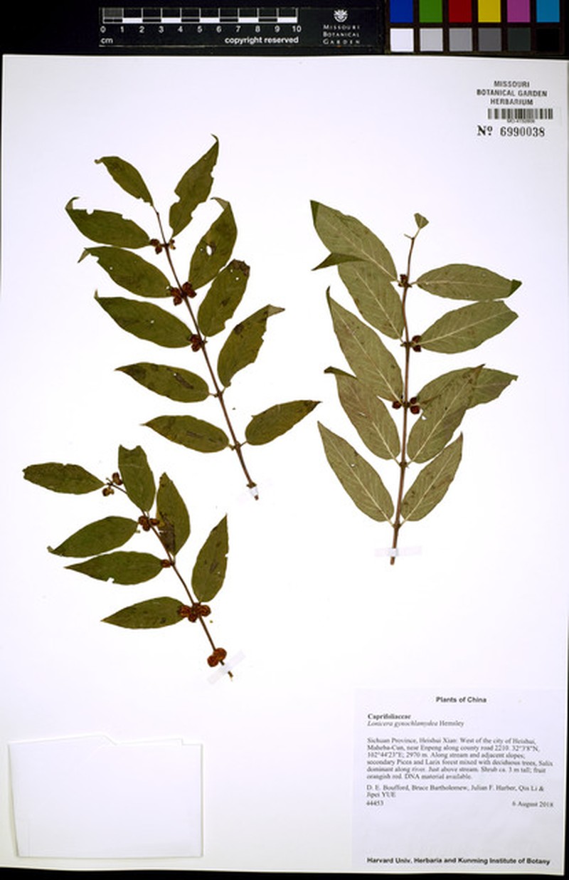 Lonicera gynochlamydea photo 4