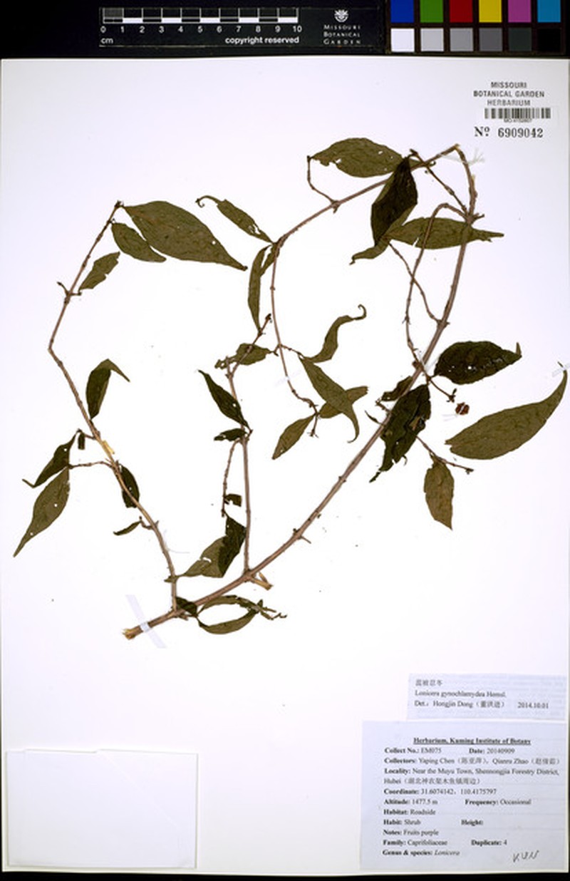 Lonicera gynochlamydea photo 5
