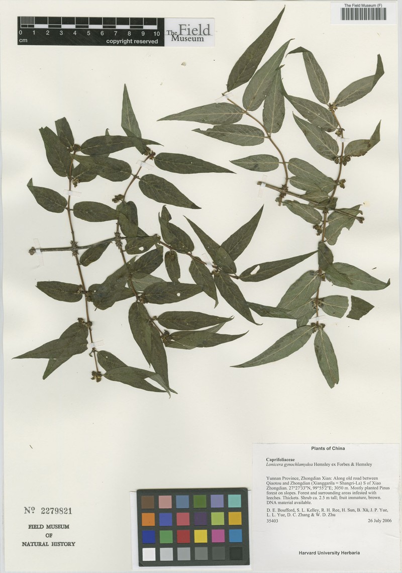 Lonicera gynochlamydea photo 6