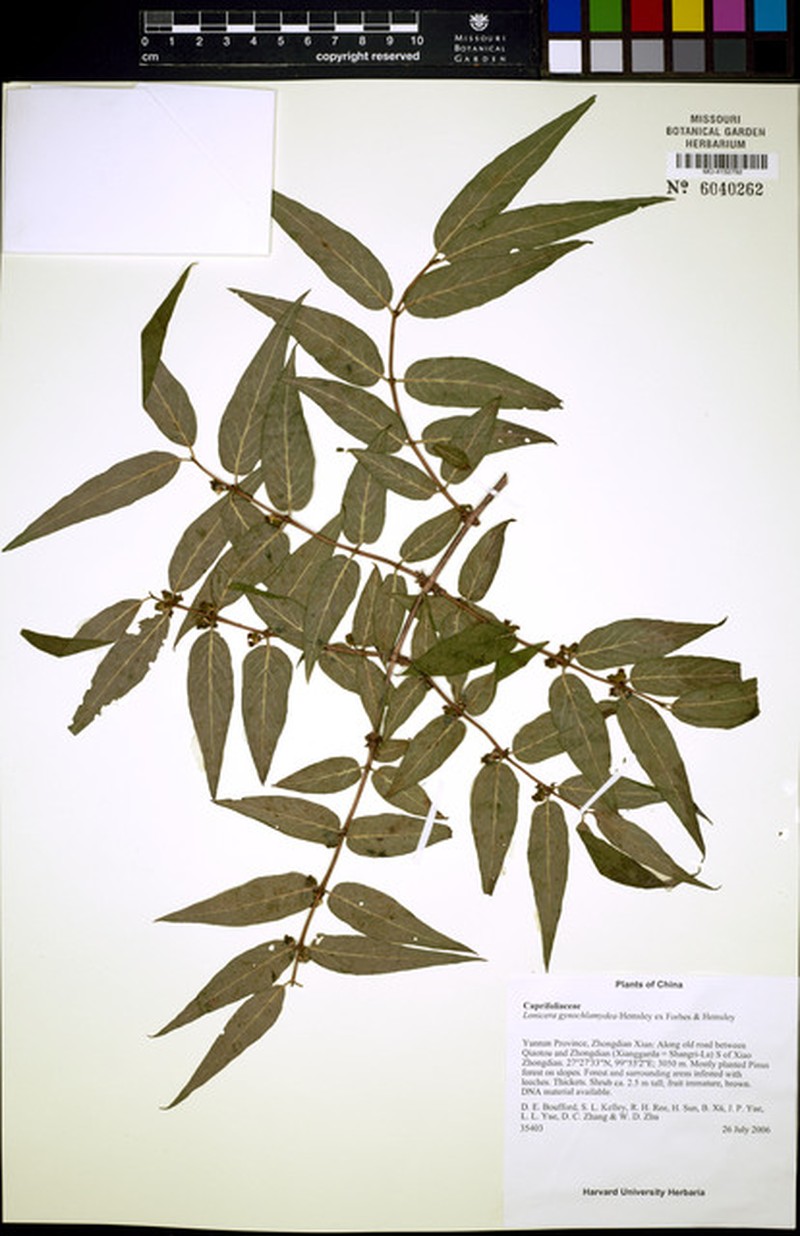 Lonicera gynochlamydea photo 7