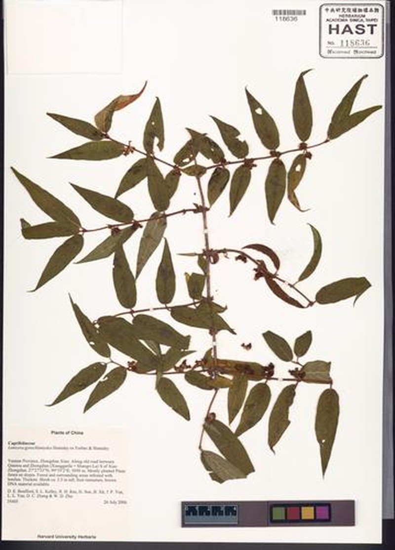 Lonicera gynochlamydea photo 8