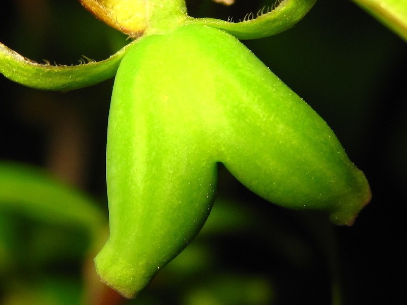 Lonicera harae photo 2