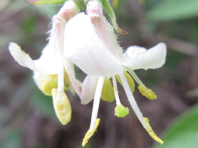Lonicera harae photo 3