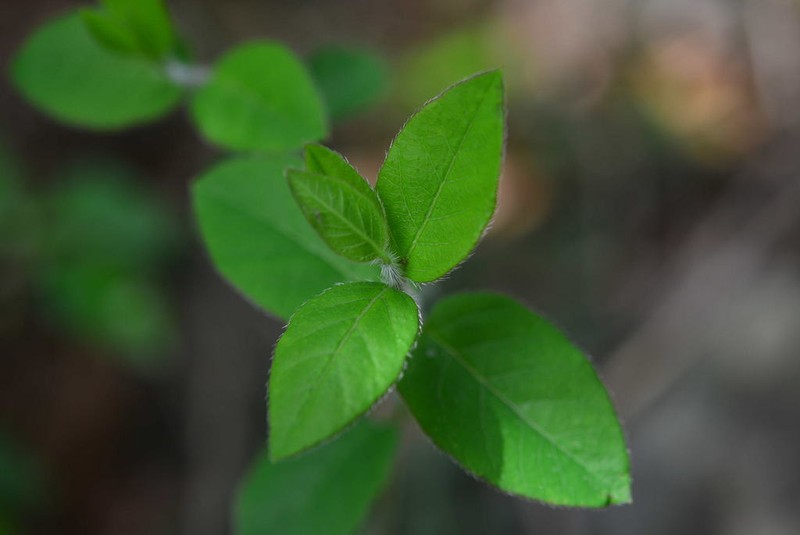 Lonicera harae photo 4
