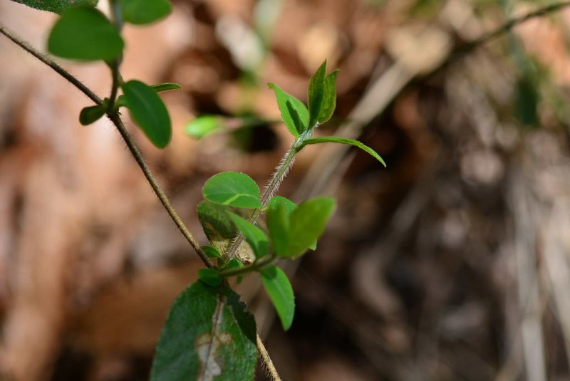 Lonicera harae photo 5