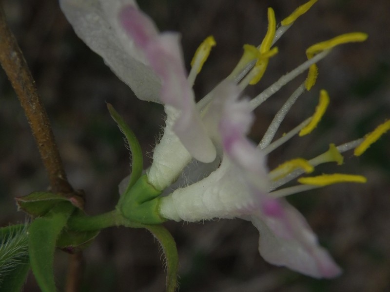 Lonicera harae photo 6