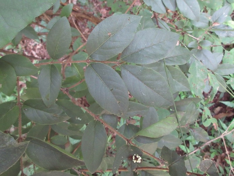 Lonicera harae photo 8