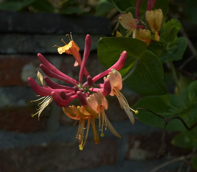 Honeysuckle photo 2