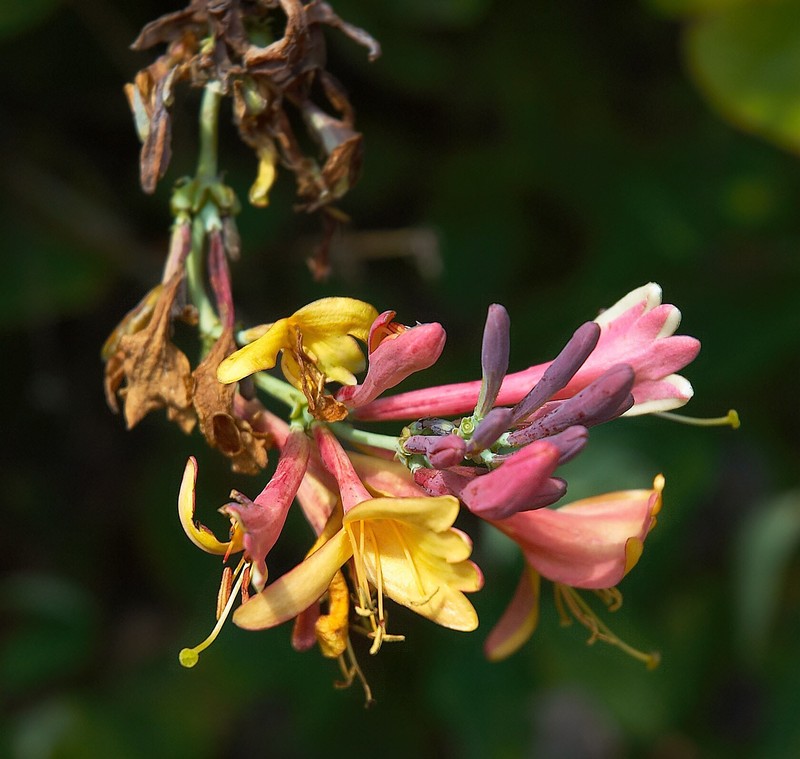 Honeysuckle photo 3