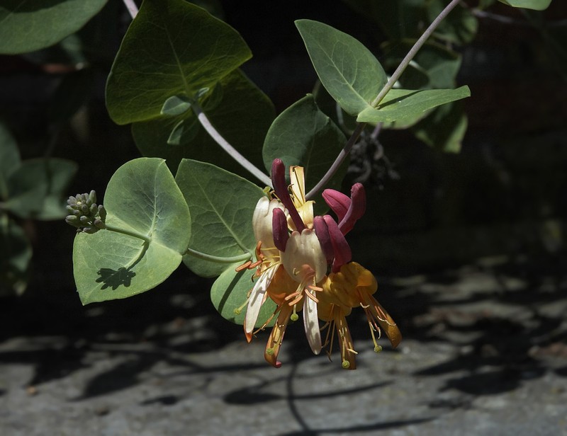 Honeysuckle photo 4