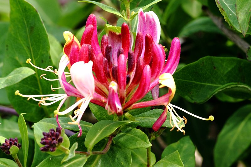 Honeysuckle photo 5