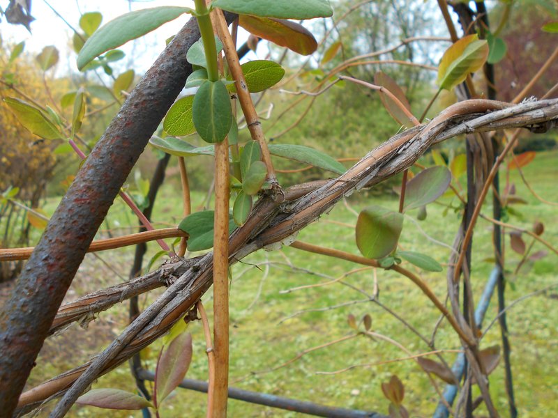 Honeysuckle photo 6