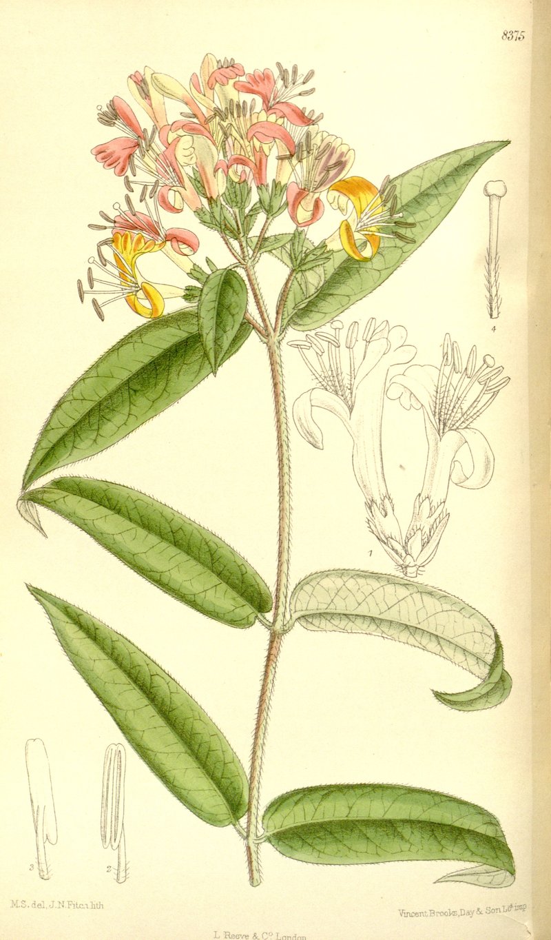 Lonicera henryi