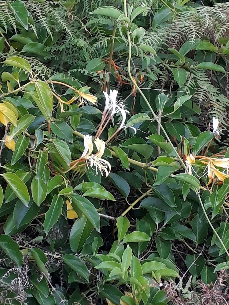 Lonicera hildebrandtiana