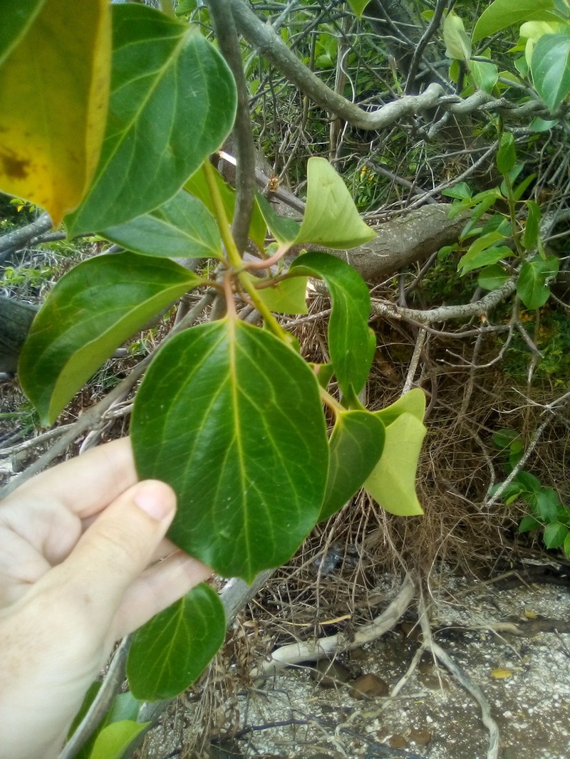 Lonicera hildebrandtiana photo 2