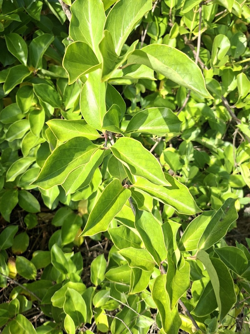 Lonicera hildebrandtiana photo 3