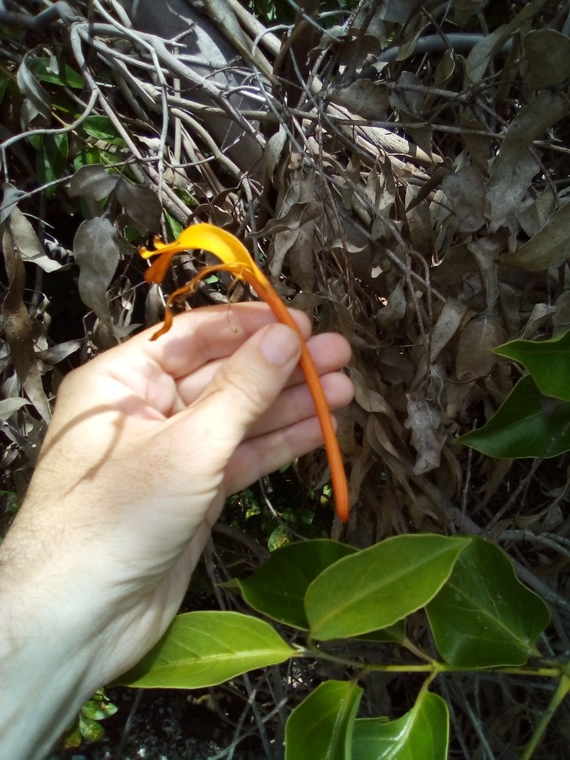 Lonicera hildebrandtiana photo 4