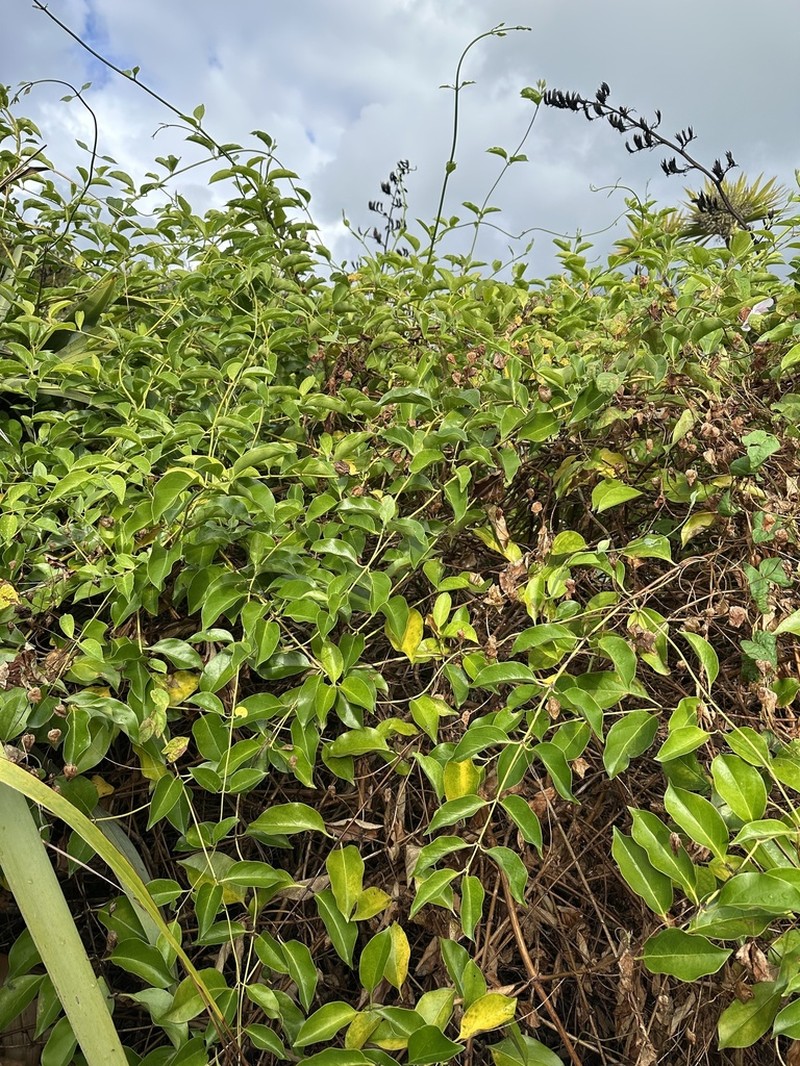 Lonicera hildebrandtiana photo 5