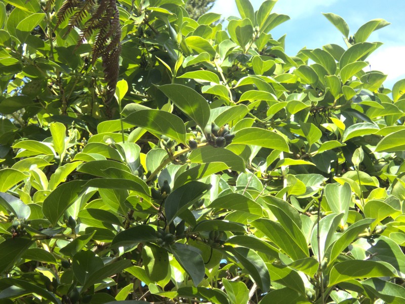 Lonicera hildebrandtiana photo 6