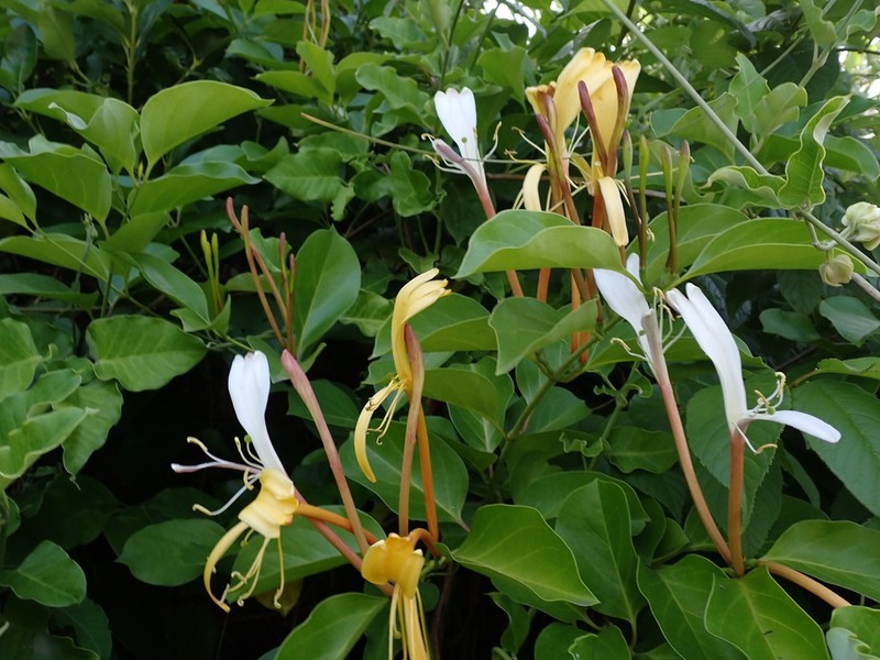 Lonicera hildebrandtiana photo 7
