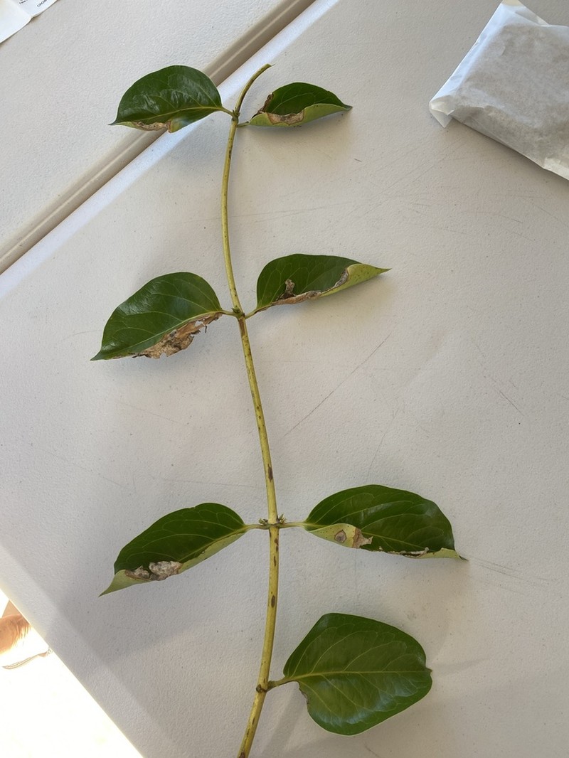 Lonicera hildebrandtiana photo 8