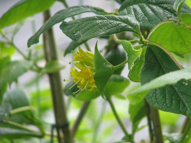Hairy Honeysuckle photo 3