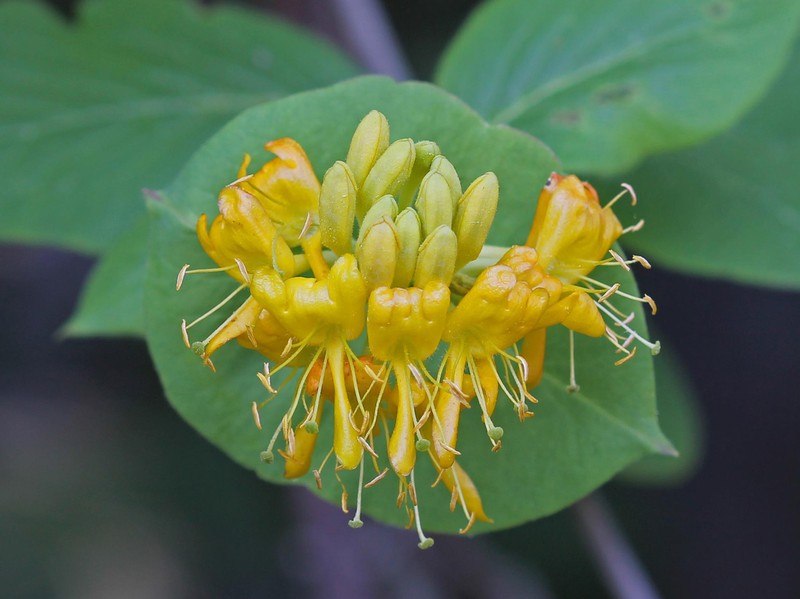 Hairy Honeysuckle
