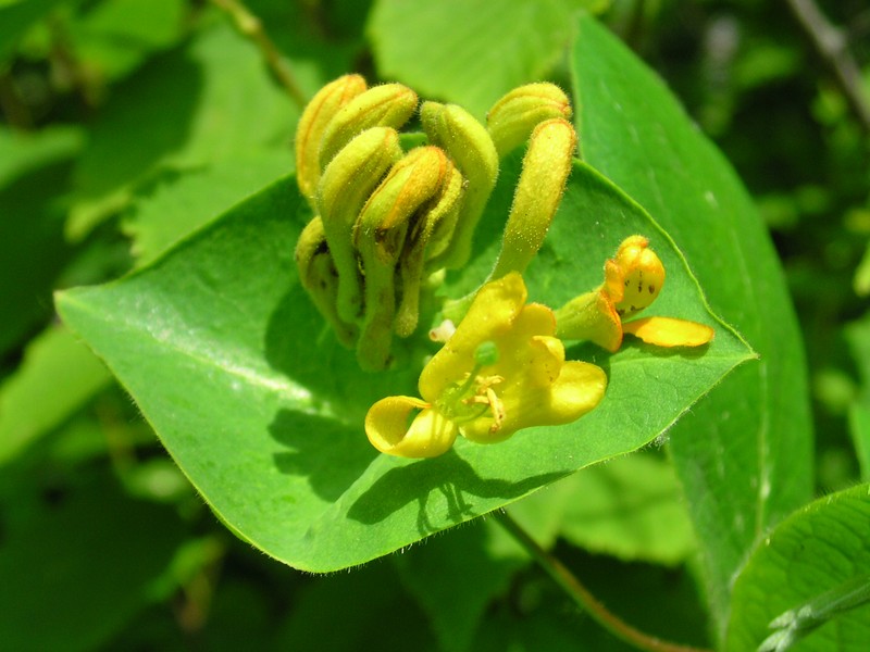 Hairy Honeysuckle photo 4