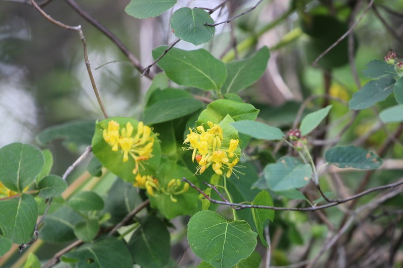 Hairy Honeysuckle