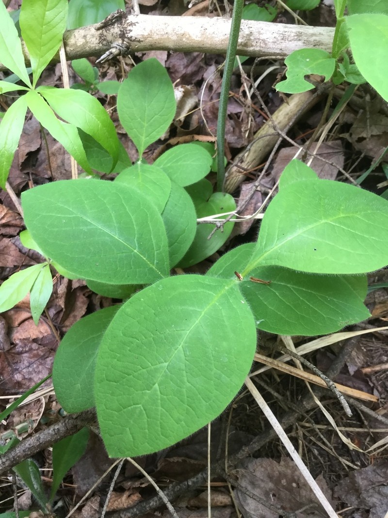 Hairy Honeysuckle photo 2