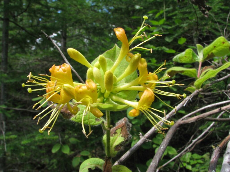 Hairy Honeysuckle photo 4