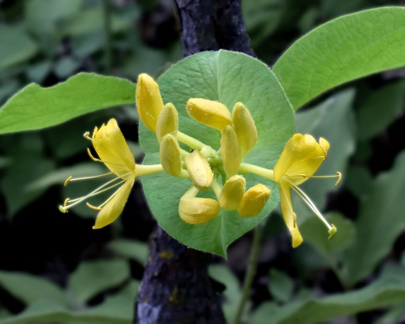 Hairy Honeysuckle photo 5