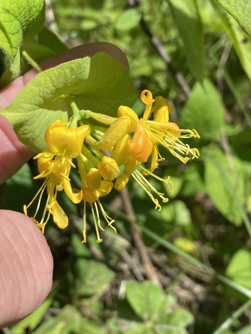 Hairy Honeysuckle photo 6