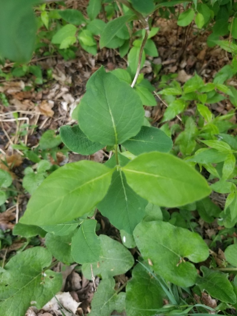 Hairy Honeysuckle photo 8