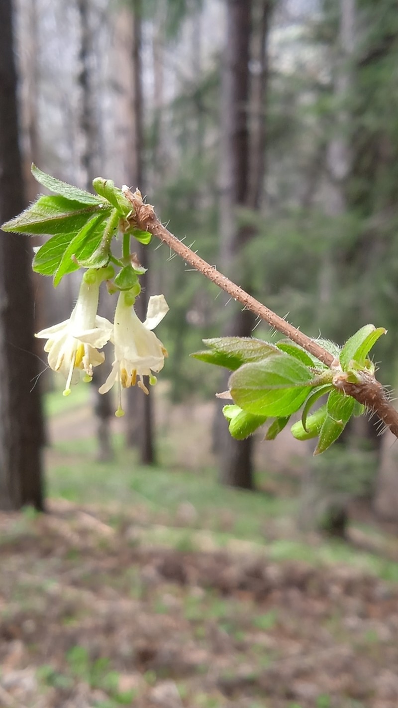 Lonicera hispida