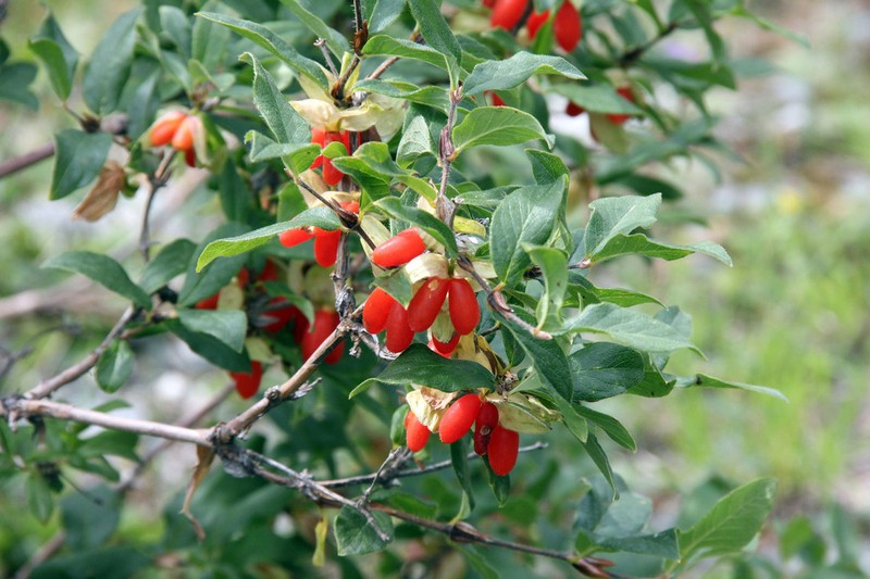 Lonicera hispida photo 2