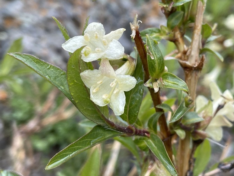 Lonicera hispida photo 3